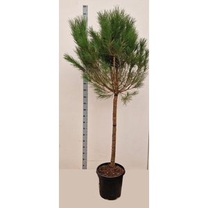 PINUS PINEA