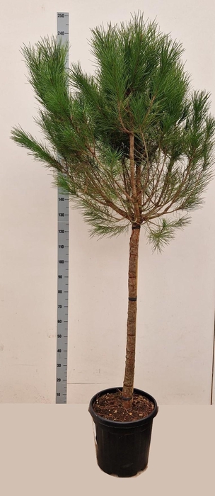 <h4>PINUS PINEA</h4>