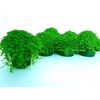 Solei Sol Groen