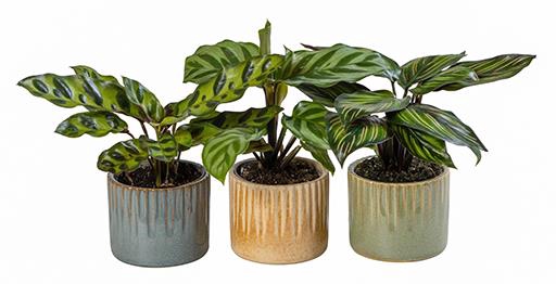 CALATHEA MIX P6 L 66029