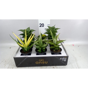 Sansevieria   ...