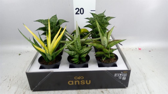 <h4>Sansevieria ...</h4>