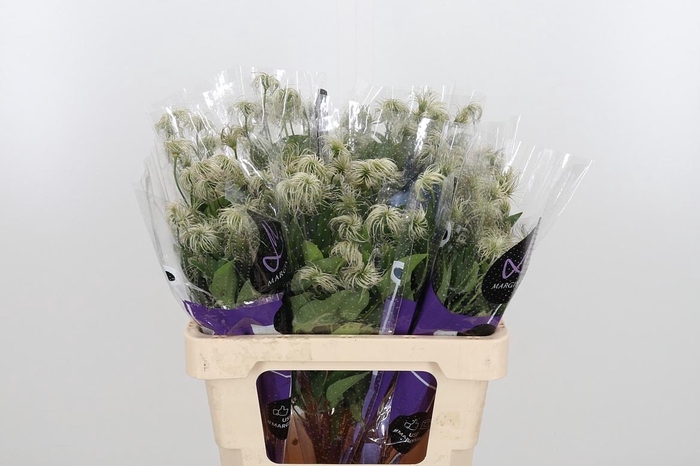 <h4>Clem Amazing Kibo</h4>