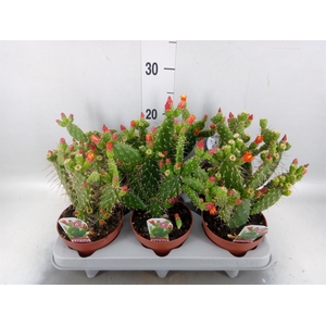 Opuntia