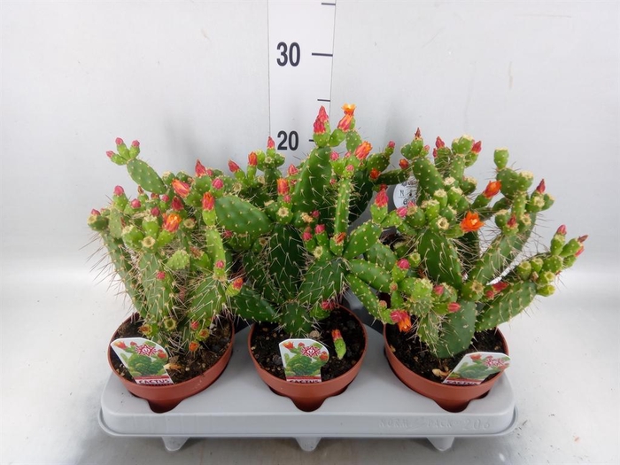 <h4>Opuntia</h4>