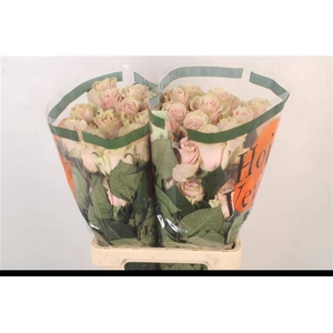 R GR PINK MONDIAL