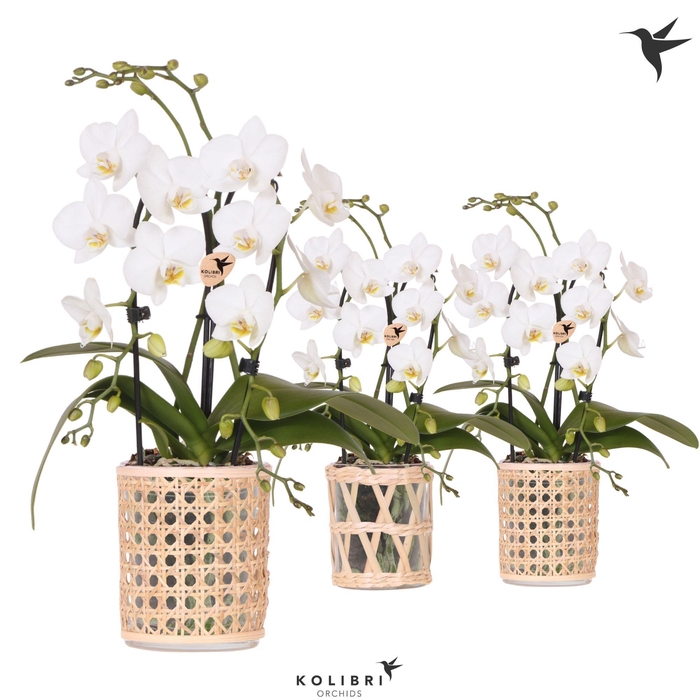 <h4>Kolibri Orchids Phalaenopsis Cascade Niagara Fall white 2 spike in Rotan pot mix</h4>