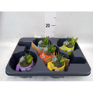 Arr.  Succulents L%