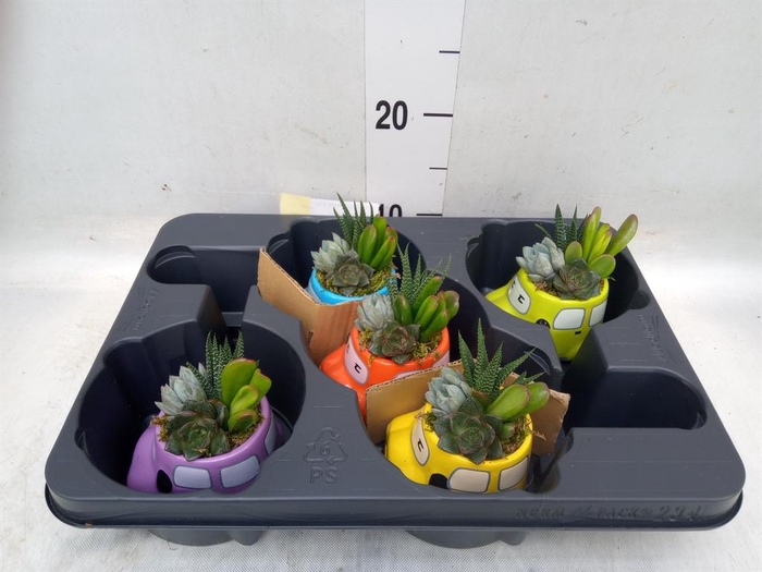 <h4>Arr.  Succulents L%</h4>