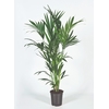 Howea forsteriana 130cm (Kentia) Decorum