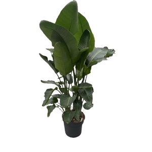 Strelitzia Nicolai 7'er toef 7 pp