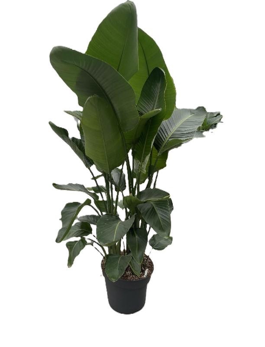 <h4>Strelitzia Nicolai 7'er toef 7 pp</h4>