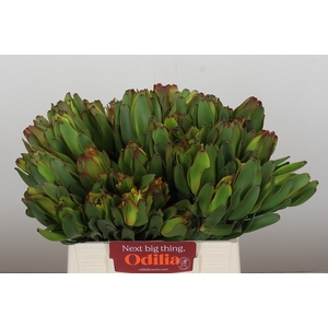 Leucadendron Laurel Yellow