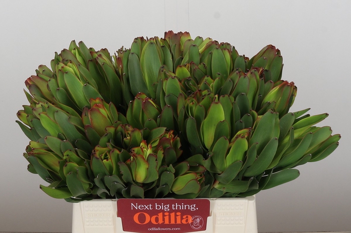 <h4>Leucadendron Laurel Yellow</h4>