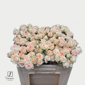 R TR Pinky Promise 50cm