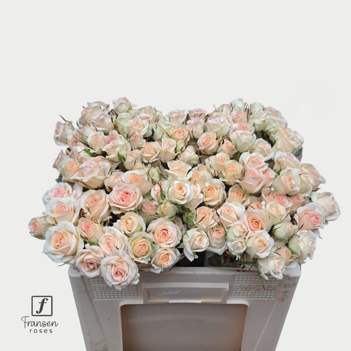 <h4>R TR Pinky Promise 50cm</h4>