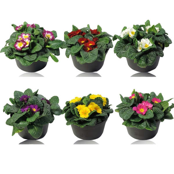 <h4>Primula Acaulis Grp gemengd</h4>