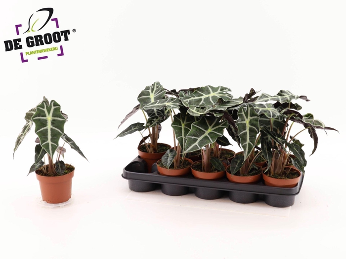 <h4>Alocasia amazonica 'Polly'</h4>