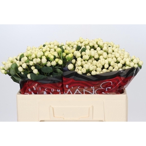 Hypericum Cool Romance