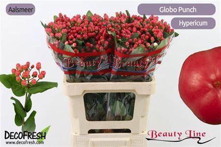 <h4>Hyp Globo Punch</h4>