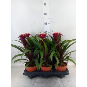 Guzmania  'Francesca'