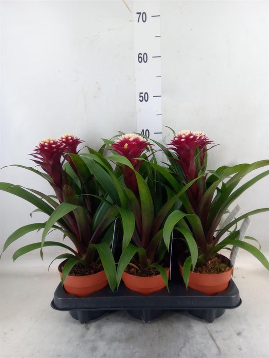 <h4>Guzmania  'Francesca'</h4>