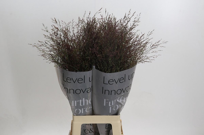 <h4>PANIC VI WARRIOR</h4>