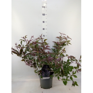 Vitex agnus-castus