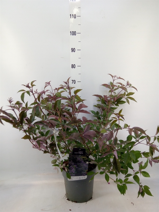 <h4>Vitex agnus-castus</h4>