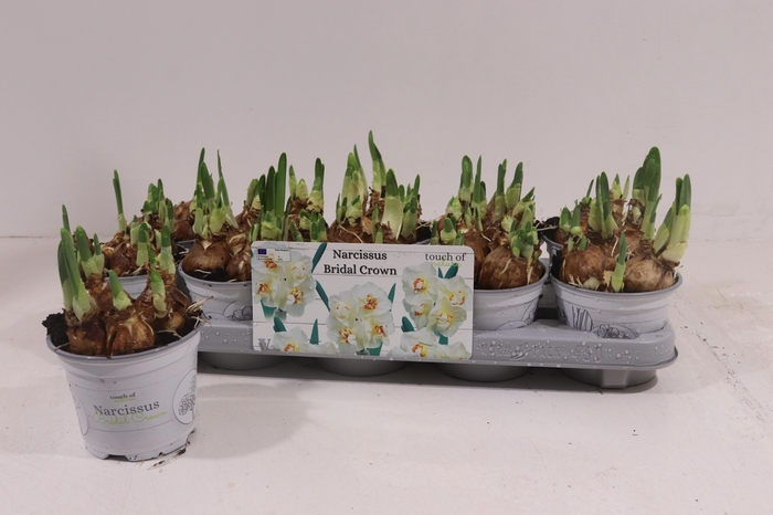 <h4>NARC D BRIDAL CROWN</h4>