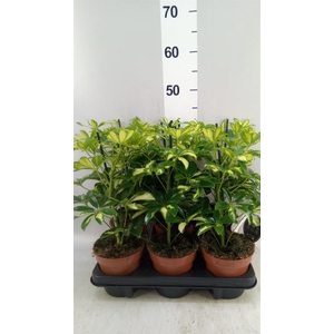 Schefflera arbor. 'Gerda'