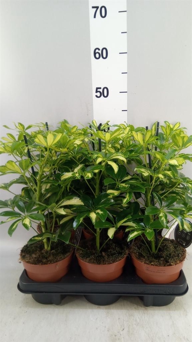 <h4>Schefflera arbor. 'Gerda'</h4>