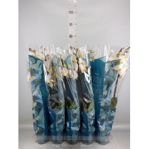 Phalaenopsis   ...white