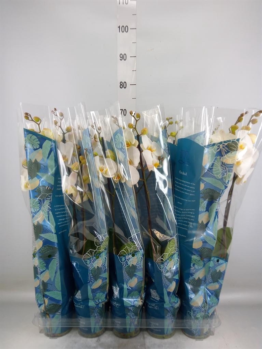 <h4>Phalaenopsis   ...white</h4>