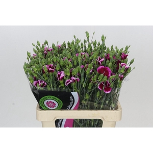 Dianthus Sp Solomio Dixie