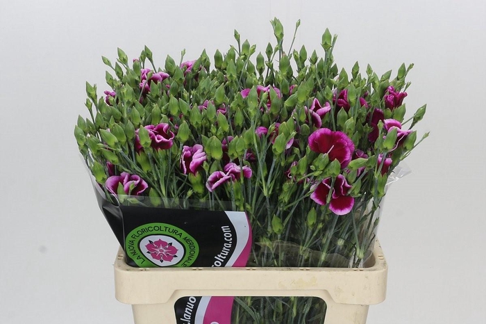 <h4>Dianthus Sp Solomio Dixie</h4>