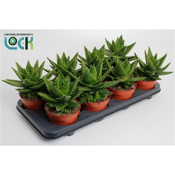 <h4>Aloe Mitriformis (Perfoliata)</h4>