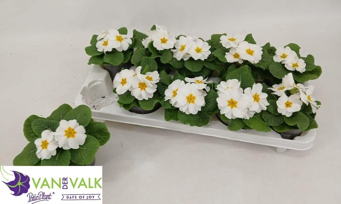 <h4>PRIM AC CAIRO WHITE</h4>