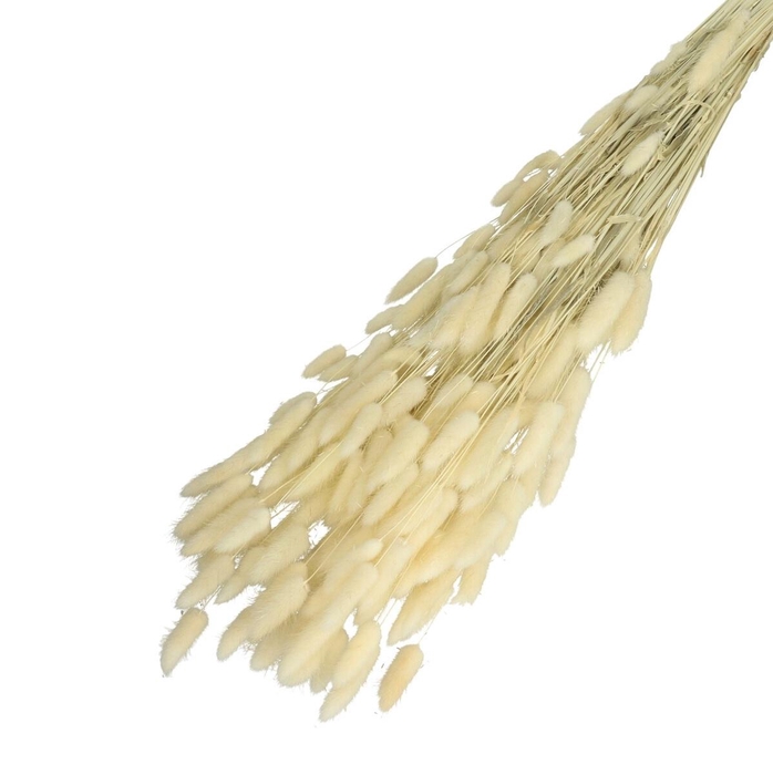 <h4>Droogbloem Lagurus 65cm 100g</h4>