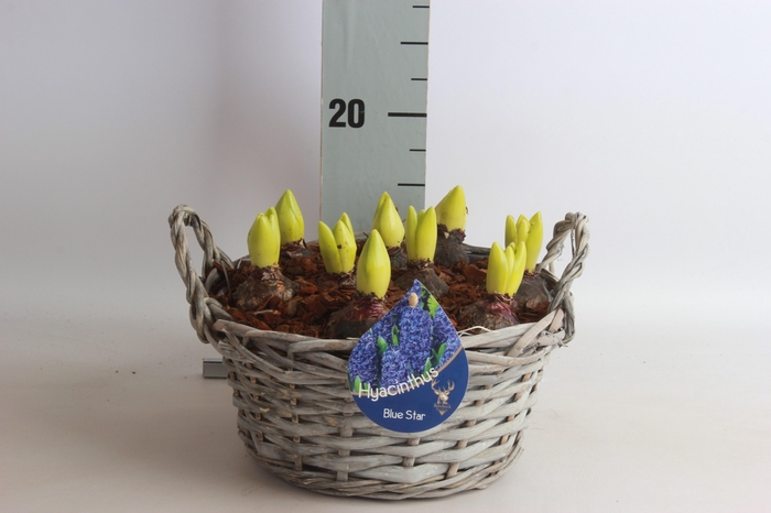 <h4>ARR HYACINTH</h4>