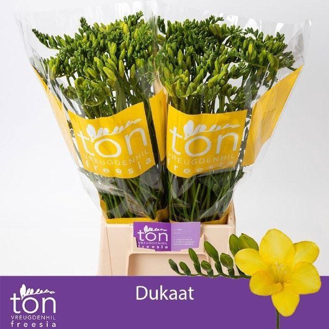 <h4>Freesia enk Dukaat</h4>