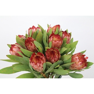Protea Robijn