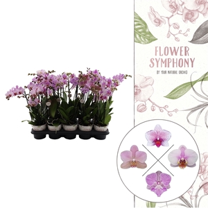 Flower Symphony | Roze mix | Phalaenopsis 3 spike