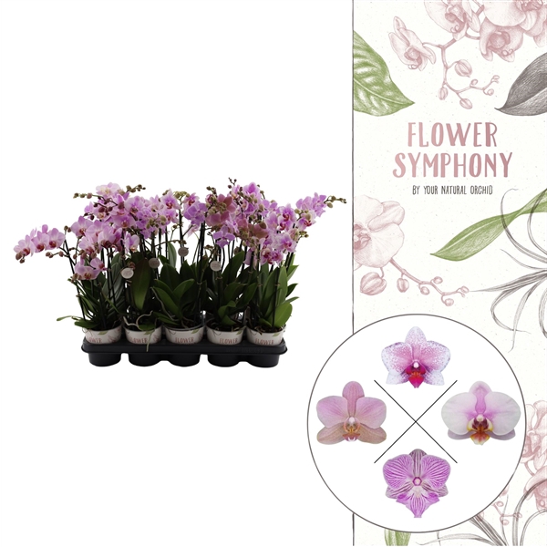 <h4>Flower Symphony | Roze mix | Phalaenopsis 3 spike</h4>