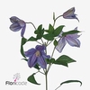 Clematis amazing geneva