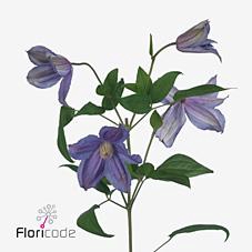 Clematis amazing geneva