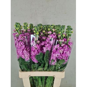 Matth Iron Pink