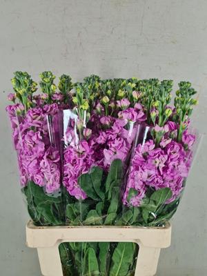 <h4>Matth Iron Pink</h4>