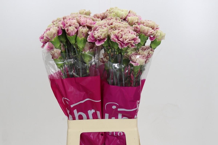 <h4>Dianthus St Antigua</h4>