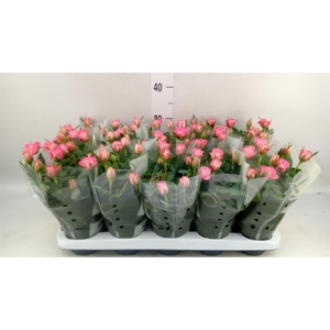 Rosa  'Fame Kordana'